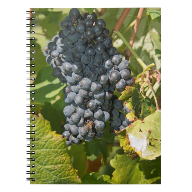 Uruguay, Montevideo, Colon Area. Bodegas Notebook (Front)