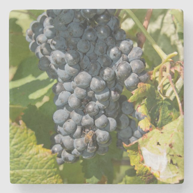 Uruguay, Montevideo, Colon Area. Bodegas Stone Coaster (Front)