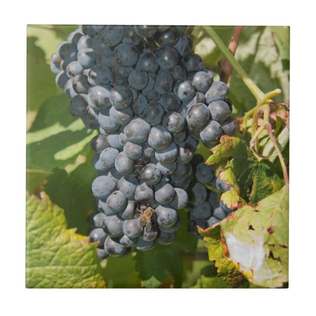 Uruguay, Montevideo, Colon Area. Bodegas Tile (Front)