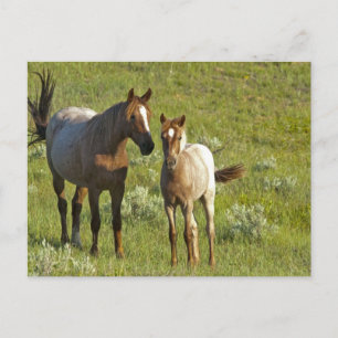 US35 CHA0209.jpg Postcard