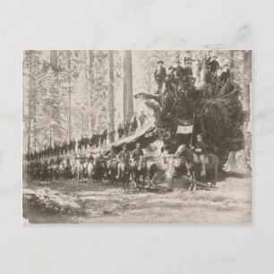 US Calvary protecting National Parks Postcard