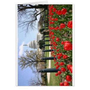 US Capitol spring flower