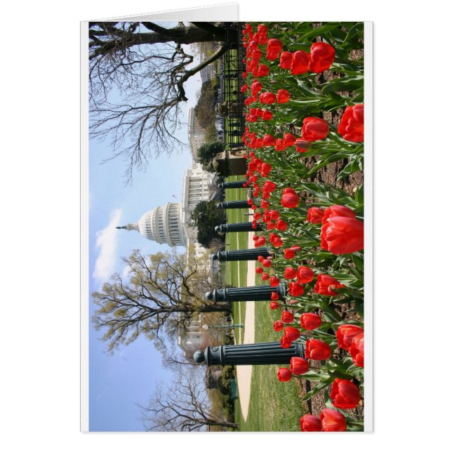 US Capitol spring flower (Front)