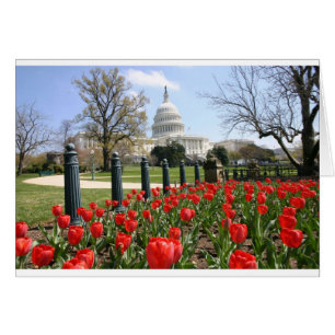US Capitol spring flower