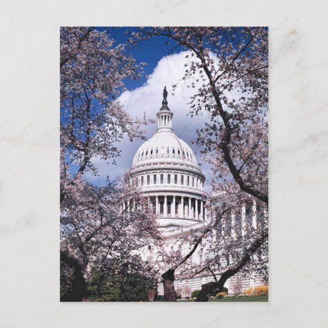 US Capitol with cherry blossoms, Washington DC Postcard (Front)