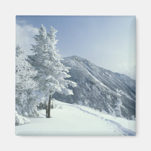 US, NH, Snow covered trees Trails Snoeshoe Magnet
