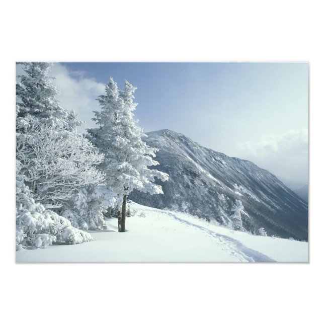 US, NH, Snow covered trees Trails Snoeshoe Photo Print (Front)