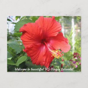 US Virgin Islands - Hibiscus Postcard