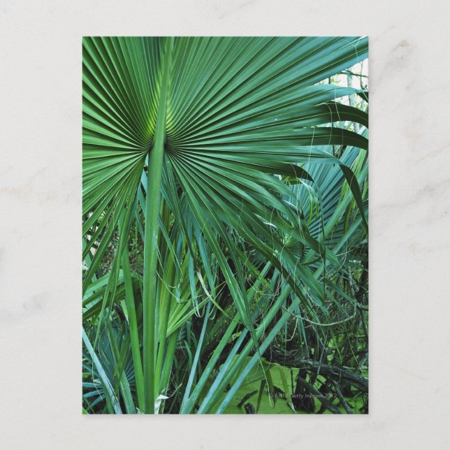US Virgin Islands, St. Thomas, Tropical leaves Postcard (Front)