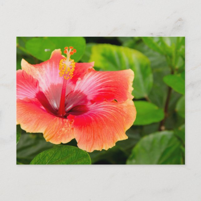 USA, Alabama, Theodore Near Mobile 4 Postcard (Front)