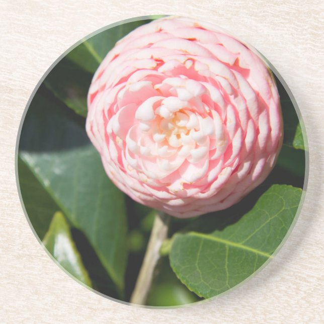 USA, Alabama, Theodore Near Mobile Coaster (Front)