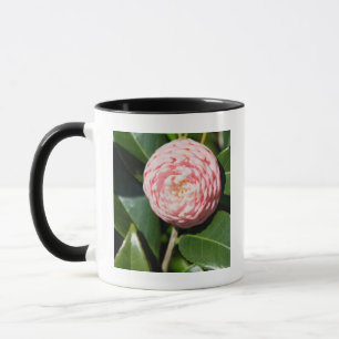 USA, Alabama, Theodore Near Mobile Mug