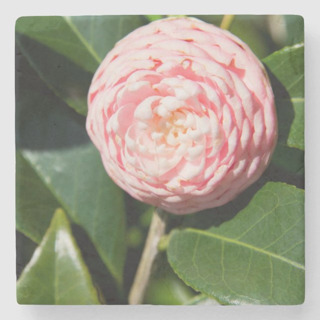 USA, Alabama, Theodore Near Mobile Stone Coaster (Front)