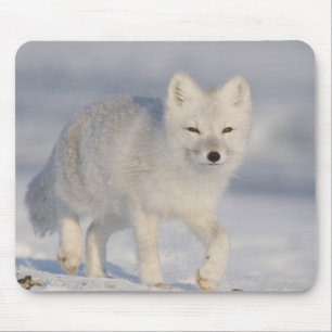 USA, Alaska, 1002 Coastal Plain of the ANWR. An 3 Mouse Mat
