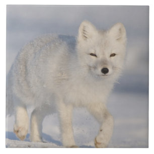 USA, Alaska, 1002 Coastal Plain of the ANWR. An 3 Tile