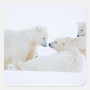 USA, Alaska, 1002 Coastal Plain of the Arctic Square Sticker