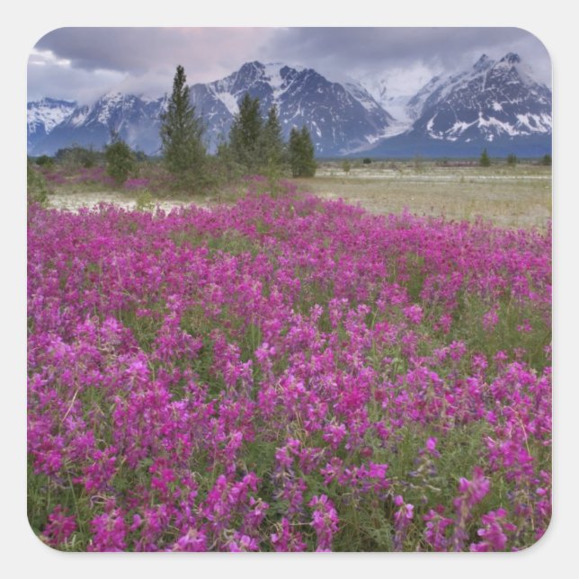 USA, Alaska, Alsek River Valley. View of Square Sticker (Front)