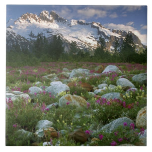 USA, Alaska, Alsek-Tatshenshini Wilderness. View Tile