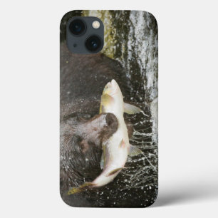 USA, Alaska, Anan Creek. Close-Up Of Black Bear iPhone 13 Case