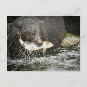 USA, Alaska, Anan Creek. Close-Up Of Black Bear Postcard