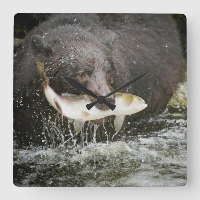 USA, Alaska, Anan Creek. Close-Up Of Black Bear Square Wall Clock (Front)