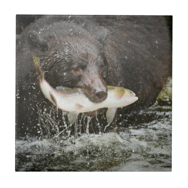USA, Alaska, Anan Creek. Close-Up Of Black Bear Tile (Front)