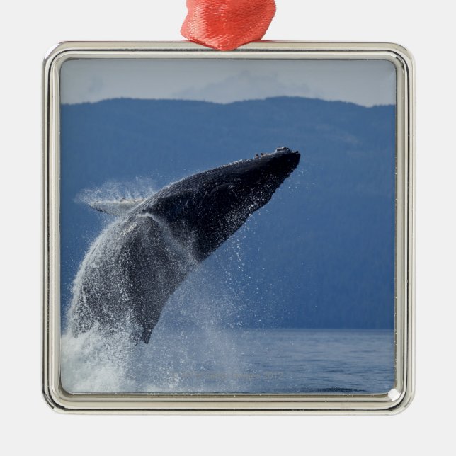 USA, Alaska, Angoon, Humpback Whale (Megaptera Metal Tree Decoration (Front)