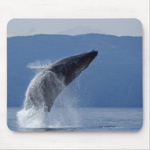 USA, Alaska, Angoon, Humpback Whale (Megaptera Mouse Mat