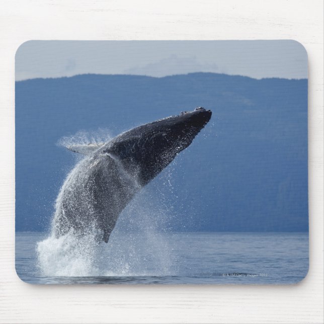 USA, Alaska, Angoon, Humpback Whale (Megaptera Mouse Mat (Front)