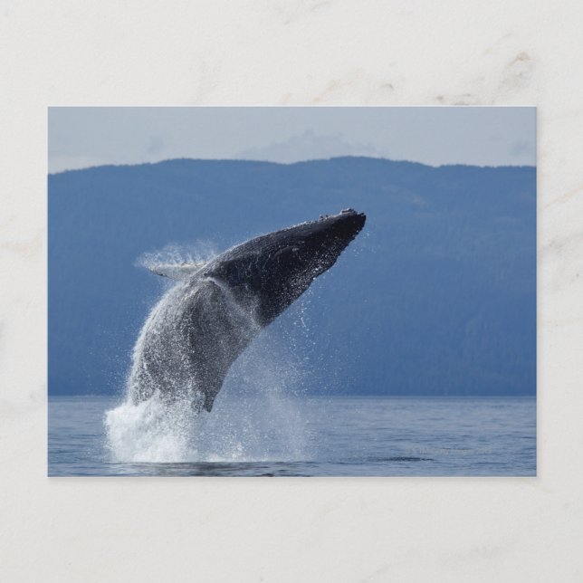 USA, Alaska, Angoon, Humpback Whale (Megaptera Postcard (Front)