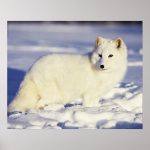 USA, Alaska. Arctic fox in winter coat. Credit Poster