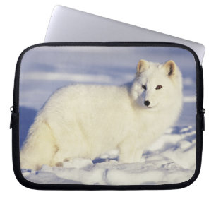 USA, Alaska. Arctic fox in winter coat Laptop Sleeve