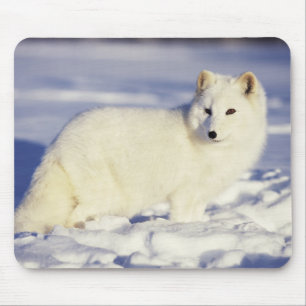 USA, Alaska. Arctic fox in winter coat Mouse Mat
