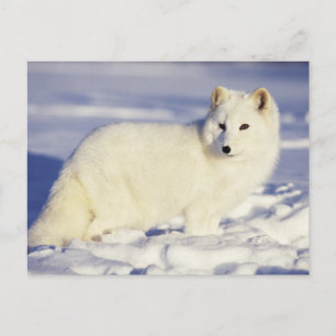 USA, Alaska. Arctic fox in winter coat Postcard