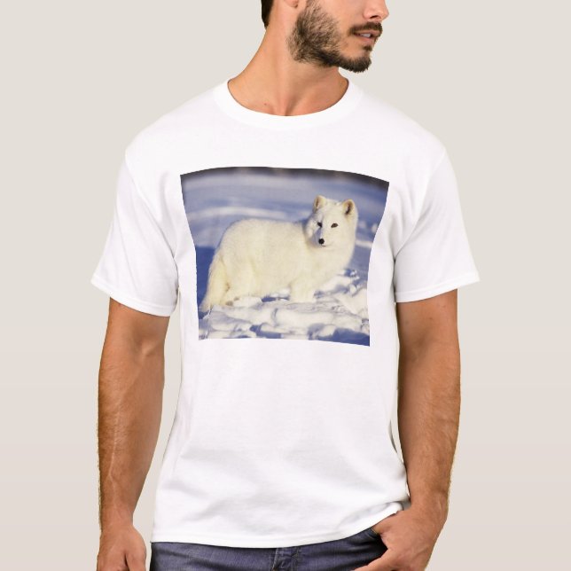 USA, Alaska. Arctic fox in winter coat T-Shirt (Front)