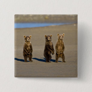 USA. Alaska. Coastal Brown Bear cubs 15 Cm Square Badge