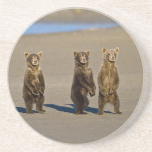 USA. Alaska. Coastal Brown Bear cubs Coaster