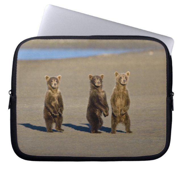 USA. Alaska. Coastal Brown Bear cubs Laptop Sleeve (Front)