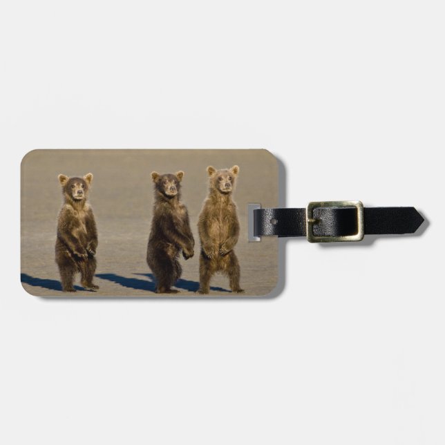 USA. Alaska. Coastal Brown Bear cubs Luggage Tag (Front Horizontal)