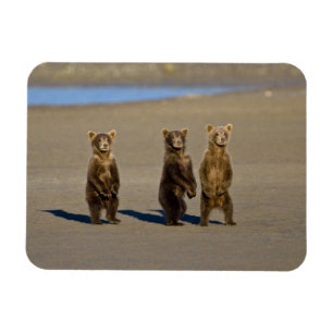 USA. Alaska. Coastal Brown Bear cubs Magnet