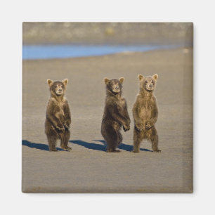 USA. Alaska. Coastal Brown Bear cubs Magnet