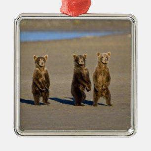 USA. Alaska. Coastal Brown Bear cubs Metal Tree Decoration