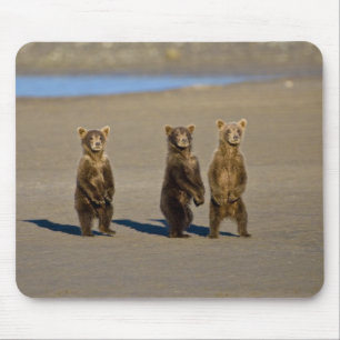 USA. Alaska. Coastal Brown Bear cubs Mouse Mat