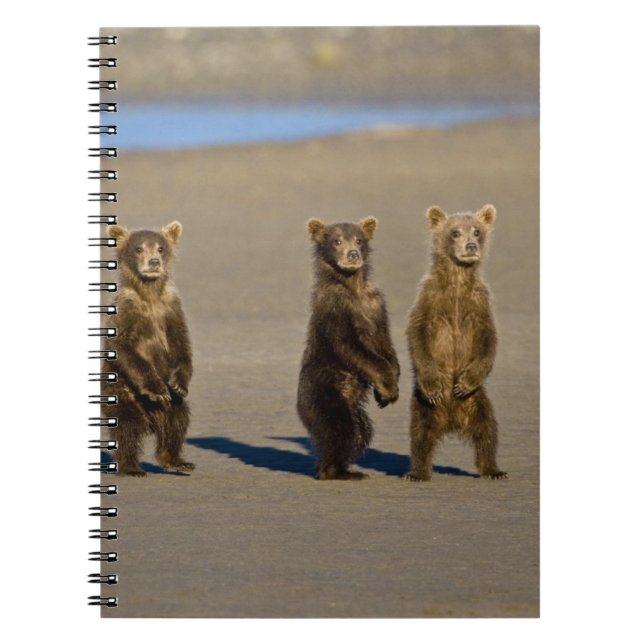 USA. Alaska. Coastal Brown Bear cubs Notebook (Front)