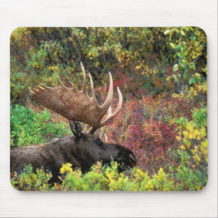 USA, Alaska, Denali National Park, Bull Moose Mouse Mat