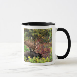 USA, Alaska, Denali National Park, Bull Moose Mug