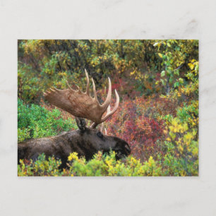USA, Alaska, Denali National Park, Bull Moose Postcard
