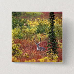 USA, Alaska, Denali National Park. Caribou 15 Cm Square Badge