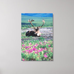 USA, Alaska, Denali National Park, Caribou Canvas Print