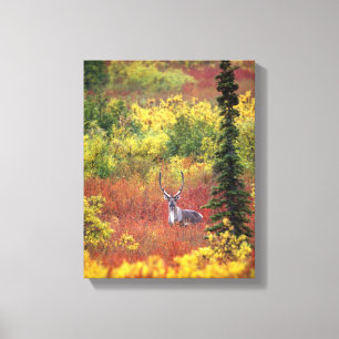 USA, Alaska, Denali National Park. Caribou Canvas Print